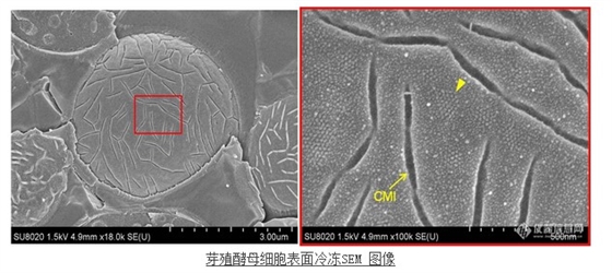 芽殖酵母細(xì)胞表面冷凍SEM 圖像