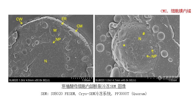 芽殖酵母細胞內(nèi)部斷裂冷凍SEM 圖像